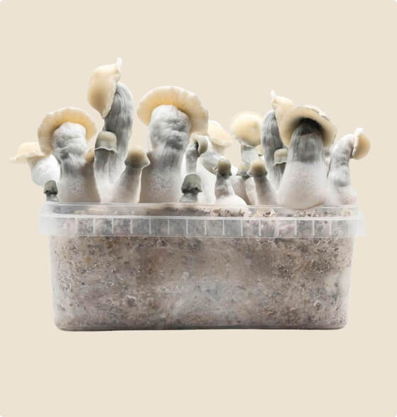 best albino bluey vuitton mushroom grow kit