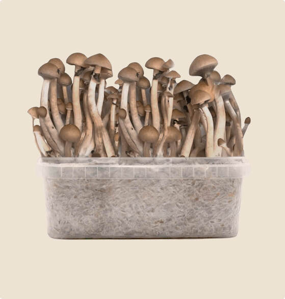 the best b+ grow kit