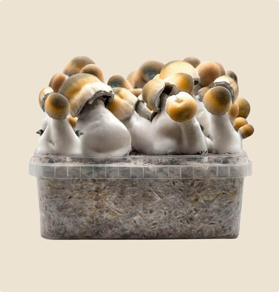 best bluey vuitton mushroom grow kit