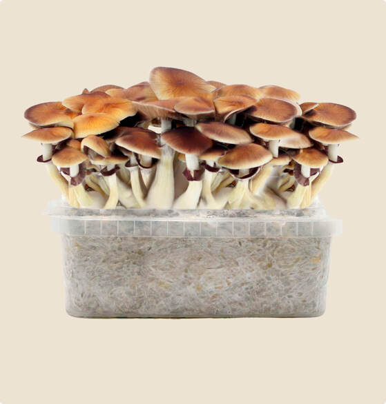 best golden teacher mushroom grow kit