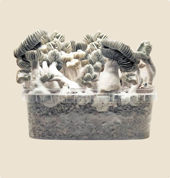 best jack frost mushroom grow kit