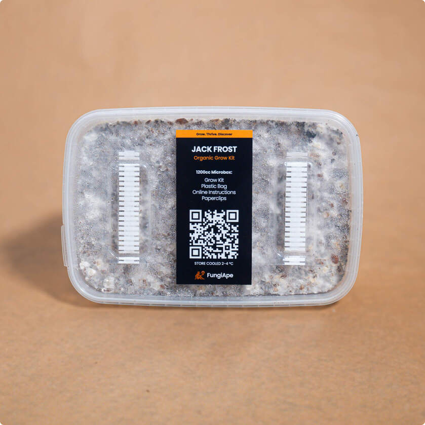 best magic mushroom grow kit