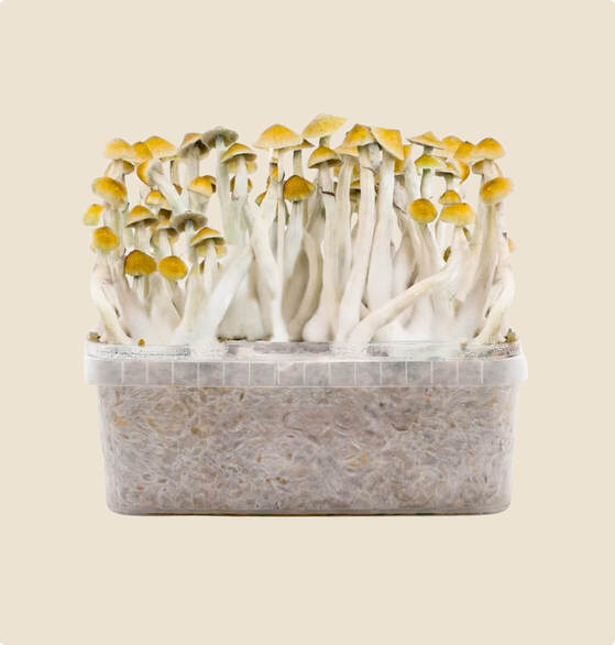 the best mazatapec grow kit