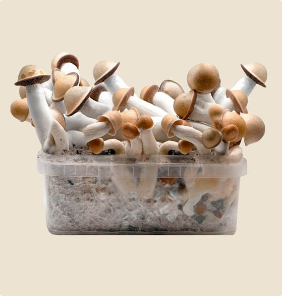 the best penis envy grow kit