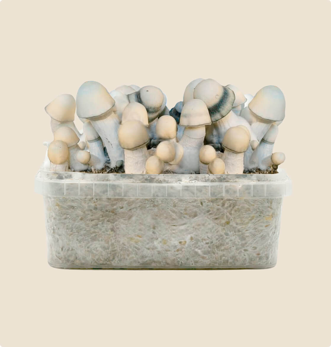 the best yeti grow kit